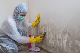 Best Attic Mold Removal  in Bayou Gauche, LA